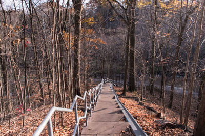 Bare trees in forest during autumn