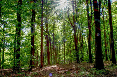 Scenic sunlight in the forest