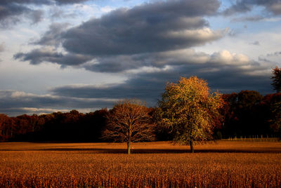 Trees on field against cloudy sky