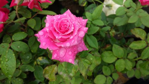 Wet rose during rainy season