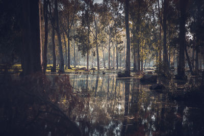 Reflection of trees in water