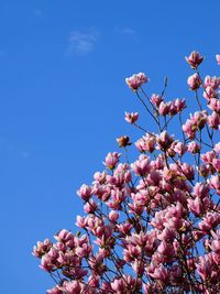 Low angle view of pink flowers blooming on tree