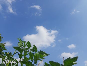 Low angle view of plants against blue sky