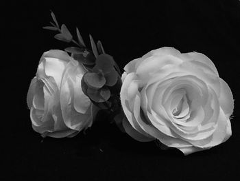 Close-up of white rose against black background
