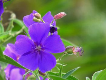 Close-up of purple flowers blooming outdoors