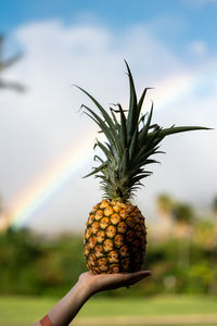 Close-up of pineapple against rainbow in maui. 