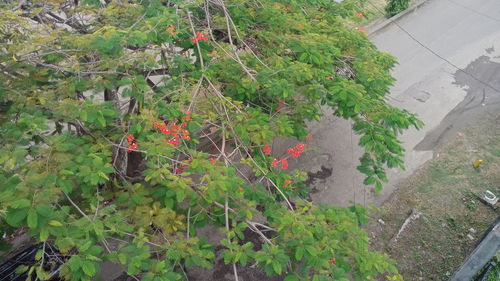 High angle view of red flowering plants