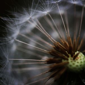 Macro shot of dandelion