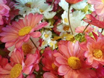 High angle view of pink flowering plants