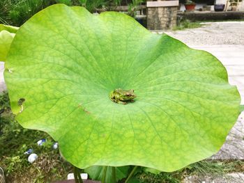 High angle view of insect on leaf