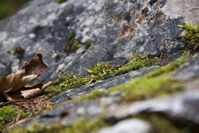 Close-up of lizard on rock