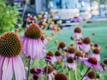 Close-up of coneflowers blooming outdoors