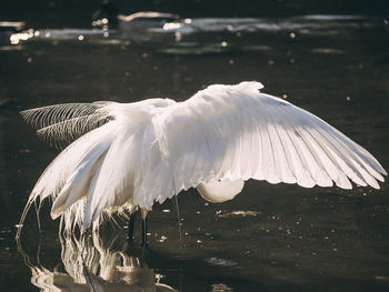 White birds flying over lake