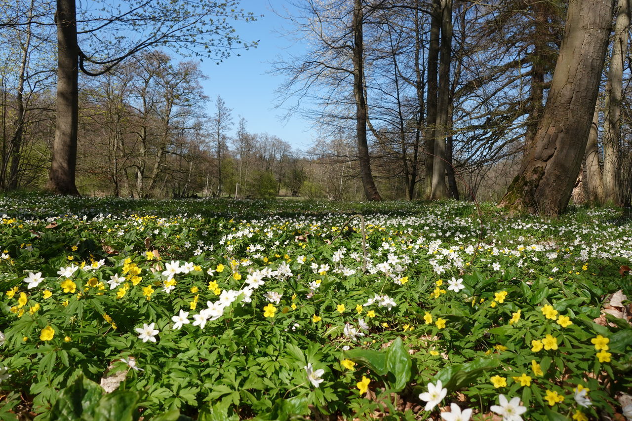 SCENIC VIEW OF FLOWERING PLANTS ON LAND