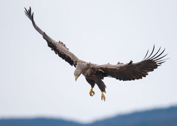 White tailed eagle is landing with spreaded wings