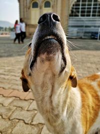 Close-up of dog outdoors