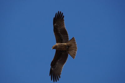 Low angle view of black kite flying against clear blue sky.