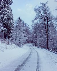 Road amidst bare trees during winter