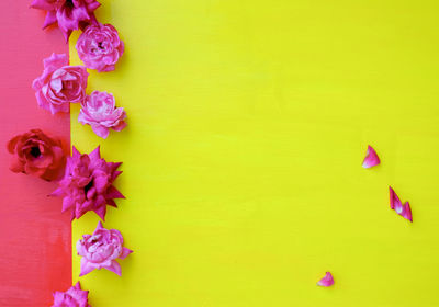 Close-up of pink flowering plant against yellow background
