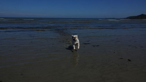 View of dog on beach