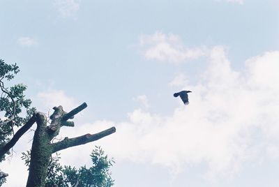 Low angle view of bird flying against sky