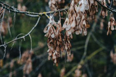 Dry ash seeds. tree branch with dry seeds. blurred background