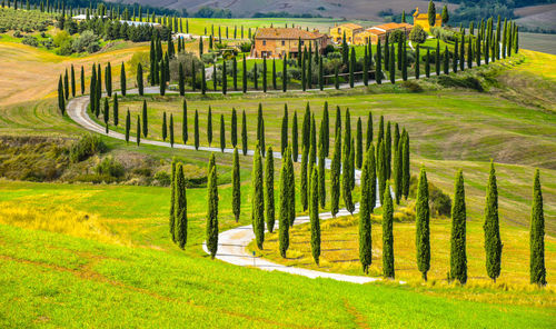 Scenic view of agricultural field