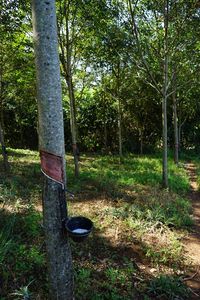 View of trees in forest
