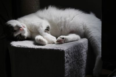 Cat sleeping on sofa