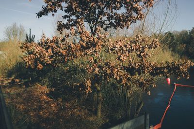 Scenic view of trees by lake against sky