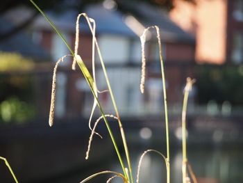 Close-up of plant against blurred background