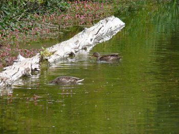 Reflection of trees in water