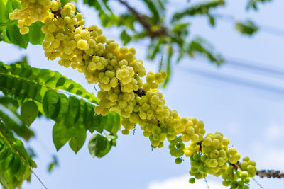 Low angle view of berries growing on tree against sky