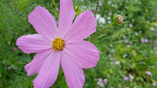 Close-up of pink cosmos flower