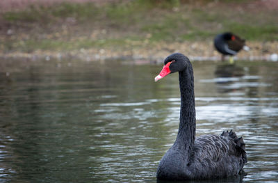 Swan swimming on lake