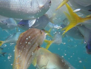 Close-up of fish underwater