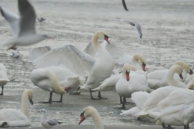 Swans on lake