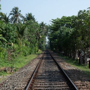 Railroad tracks along trees and plants