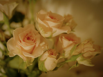 Close-up of rose bouquet