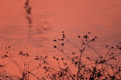 Close-up of plants against calm rippled water