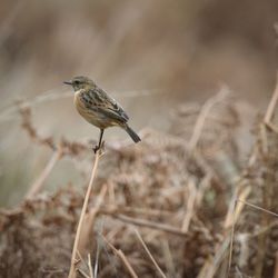 Close-up of bird perching on twig