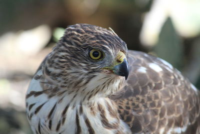 Close-up of eagle