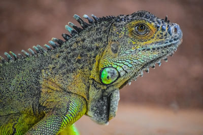 Close-up of a lizard