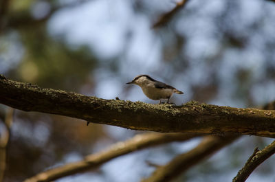 Low angle view of bird perching on branch