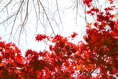 Low angle view of trees against sky