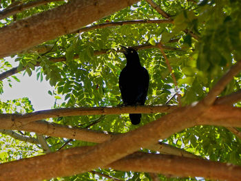 Low angle view of bird perching on tree