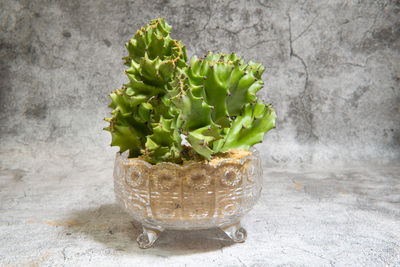 Close-up of potted plant against wall