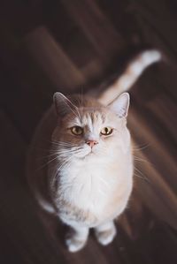 High angle portrait of cat at home