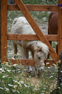 Horses in a row