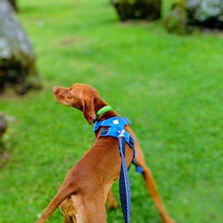 Close-up of a dog on field